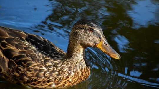 Fra tomt felt til fuldt bræt: En guide til effektiv krydsordsløsning