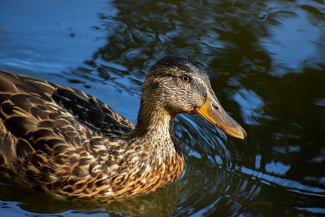 Fra tomt felt til fuldt bræt: En guide til effektiv krydsordsløsning