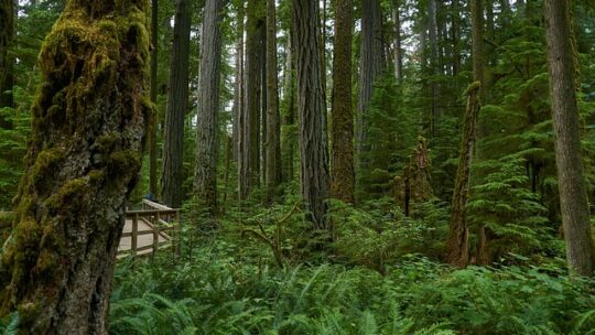 Klimaændringer truer regnskovene i queensland