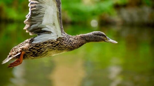 Krydsord på farten: Apps og digitale hjælpemidler