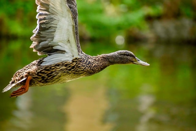 Krydsord på farten: Apps og digitale hjælpemidler