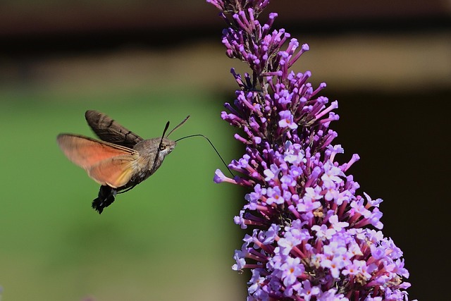 Fra spire til blomstring: Din ultimative guide til sommerfuglebuskens livscyklus